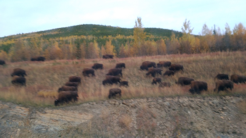 d14-bison-invasion
